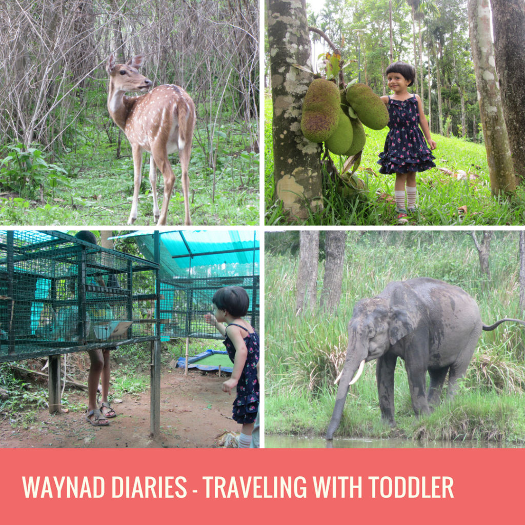 The flora and fauna in Waynad. Wildlife sightings and fun with livestock