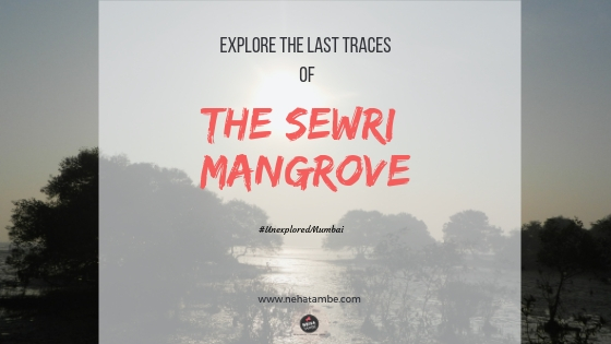 Mangroves and rare bird sightings in Sewari