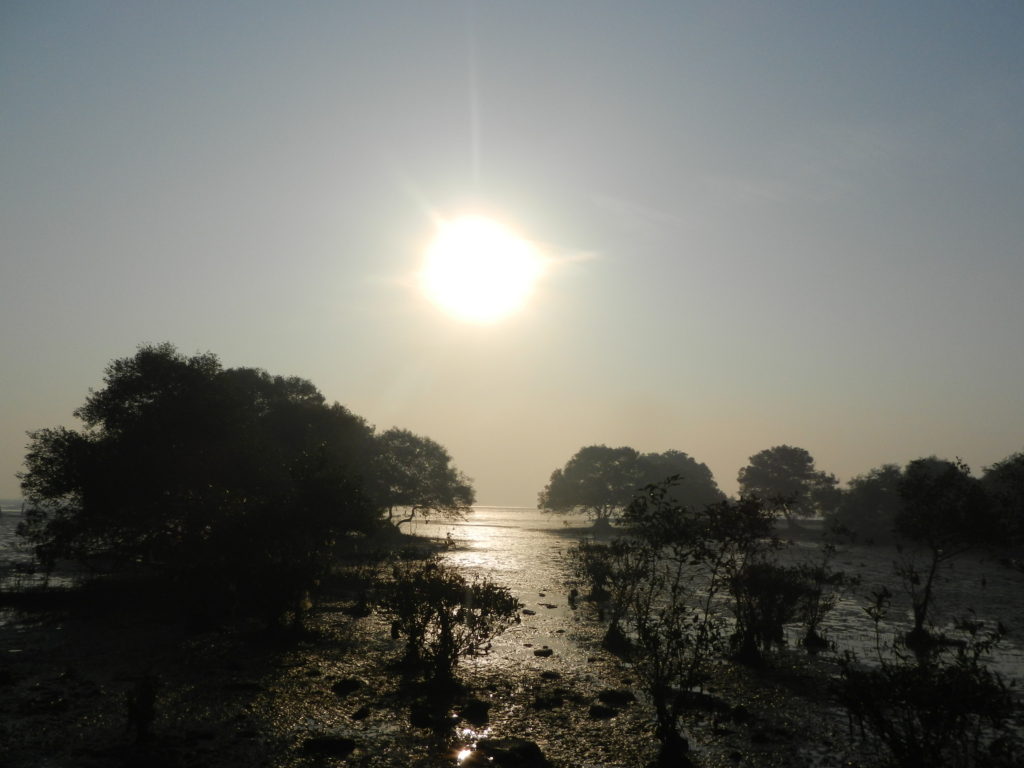 mangrove patch of Sewri
