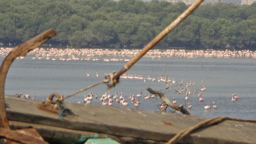 Flamingos at the mangrove patch of Sewri 
